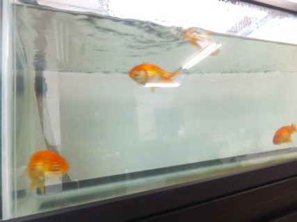金魚のお引っ越し：動物病院のリフォーム