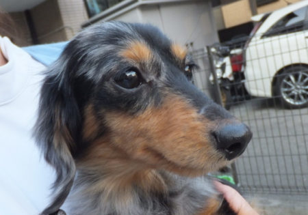 里親募集：大阪府ブリーダー事件の保護犬です。