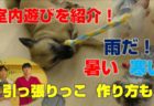 室内遊び（犬）、引っ張りっこ紐、作成