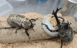 カブトムシペア 大切にしてくださるお子様に差し上げます。