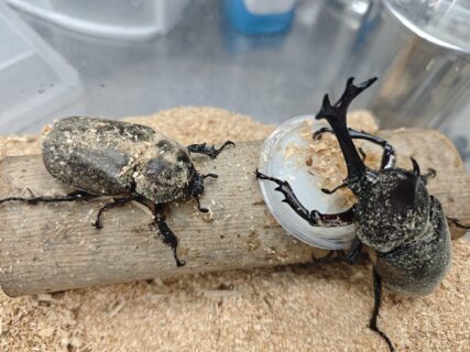 カブトムシペア 大切にしてくださるお子様に差し上げます。