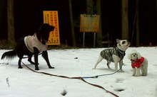 ごんた動物病院のブログ(日誌）-雪山