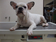 ごんた動物病院のブログ(日誌）-10kg越え