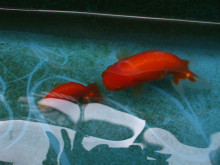 ごんた動物病院のブログ(日誌）-金魚さんの水替え