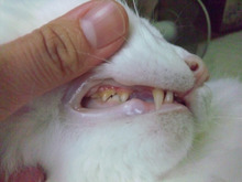 ごんた動物病院のブログ(日誌）-もこ　歯