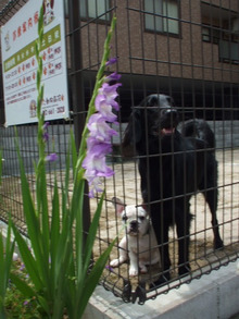 ごんた動物病院のブログ(日誌）-グラジオラス咲き始めました
